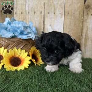 Oreo, Shih-Poo Puppy